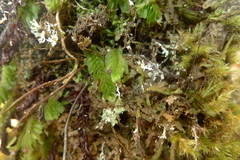 Hymenophyllum mnioides