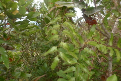 Lygodium reticulatum