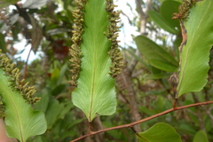 Lygodium reticulatum