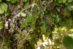 Hymenophyllum mnioides