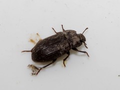 Opatroides punctulatus