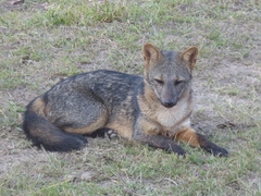 Crab-Eating Fox photo 3