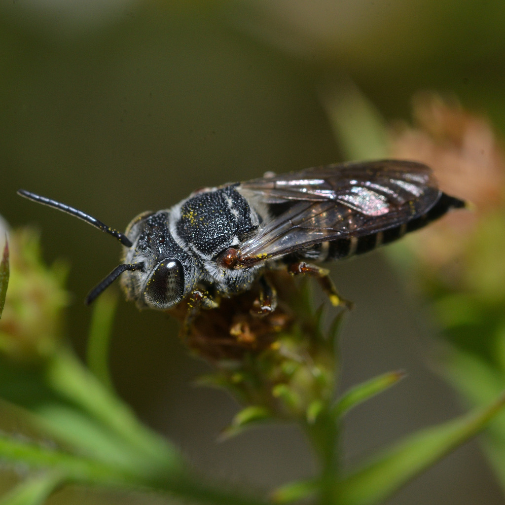 Say's Cuckoo Leafcutter Bee