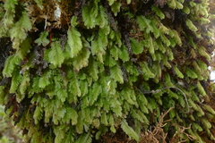 Hymenophyllum mnioides