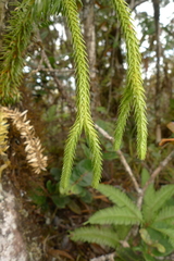 Phlegmariurus schlechteri