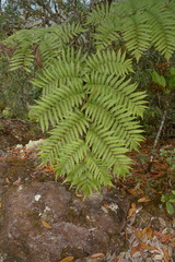 Sphaeropteris albifrons