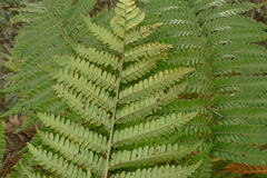 Sphaeropteris albifrons