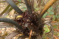 Sphaeropteris albifrons