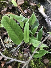 Serpocaulon levigatum