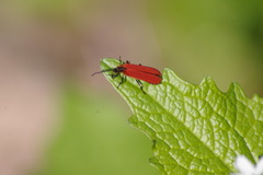 Dictyoptera aurora