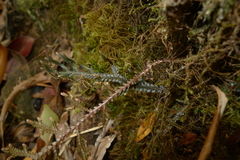 Selaginella neocaledonica