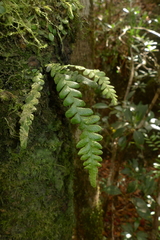 Ctenopterella blechnoides