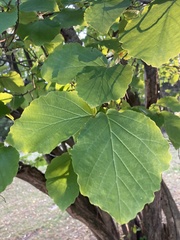 Hamamelis virginiana