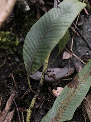 Serpocaulon levigatum