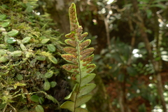 Ctenopterella blechnoides