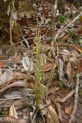 Actinostachys intermedia