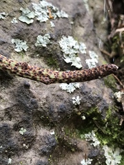 Serpocaulon levigatum