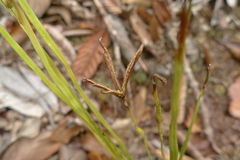 Actinostachys intermedia