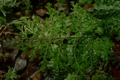 Hymenophyllum deplanchei