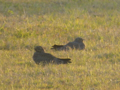 Chordeiles nacunda