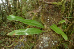 Elaphoglossum vieillardii
