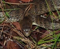 Clarence River Snake photo 2