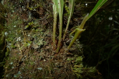 Elaphoglossum vieillardii