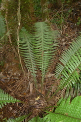 Blechnum oceanicum