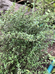 Thymus × citriodorus