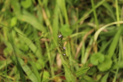 Pseudelephantopus spiralis