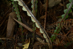 Blechnum oceanicum