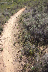 Pauridia gracilipes gracilipes