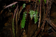 Tmesipteris lanceolata