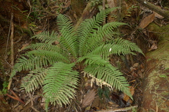 Blechnum lenormandii