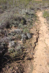 Pauridia gracilipes gracilipes