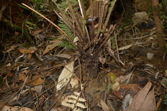 Blechnum lenormandii