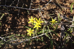 Pauridia gracilipes gracilipes