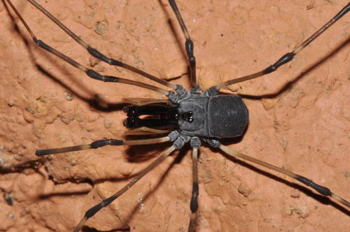 Ischyropsalis hispanica · iNaturalist