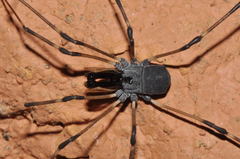 Ischyropsalis hispanica