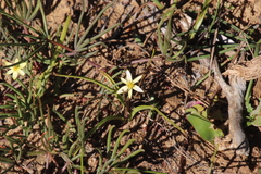 Pauridia gracilipes gracilipes