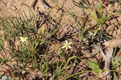 Pauridia gracilipes gracilipes