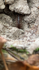 Pseudopolydesmus pinetorum