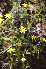 Pauridia gracilipes gracilipes