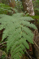 Cyathea alata