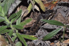 Vipera seoanei