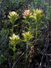 Castilleja applegatei breweri