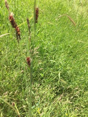 Carex melanostachya