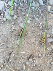 Carex melanostachya