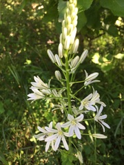 Ornithogalum montanum