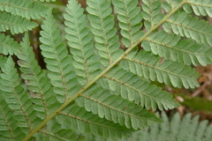 Cyathea alata
